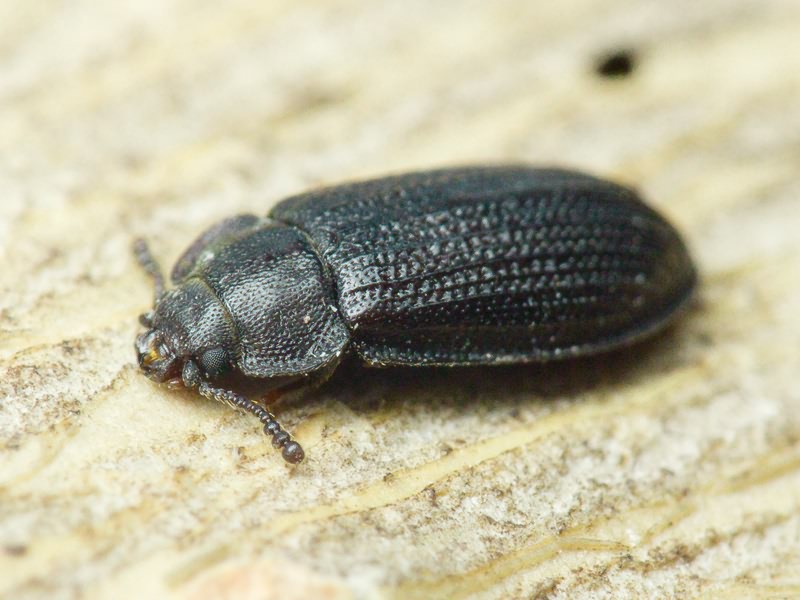 Grynocharis oblonga (Linnaeus, 1758)